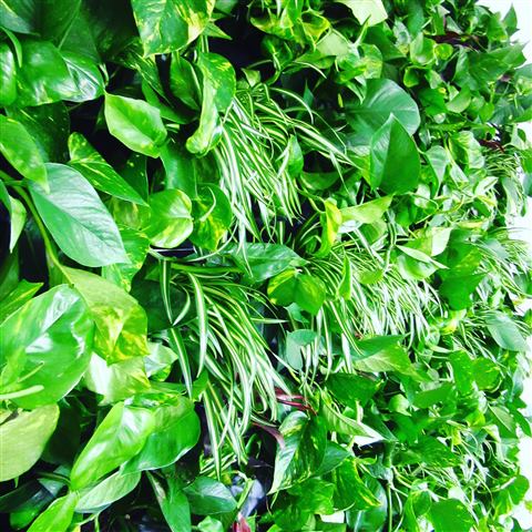 Grădină verticală cu plante naturale – Iancu Nicolae, foto 25 din 26